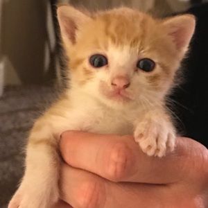 Meet your Posher, Mary